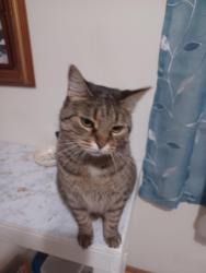 Lost Female Cat last seen Shannon and Brice, Canal Winchester, OH 43125