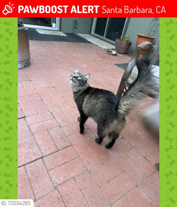Lost Female Cat last seen Manitou Road and Pedregosa, Santa Barbara, CA 93105