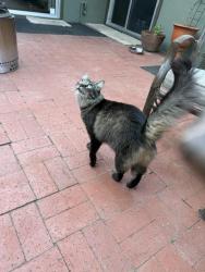 Lost Female Cat last seen Manitou Road and Pedregosa, Santa Barbara, CA 93105
