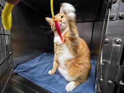 Shelter Stray Male Cat last seen Van Courtlandt Park, BRONX, NY, 10471, 326 E 110th St, New York, NY 10029, USA