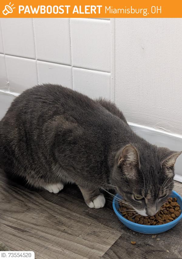 Found/Stray Unknown Cat last seen right outside the Soapbox Coin Laundry, Miamisburg, OH 45342