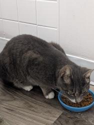Found/Stray Unknown Cat last seen right outside the Soapbox Coin Laundry, Miamisburg, OH 45342