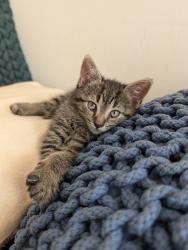 Shelter Stray Female Cat last seen Steinway Avenue, STATEN ISLAND, NY, 10314, 326 E 110th St, New York, NY 10029, USA