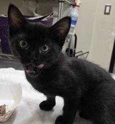 Shelter Stray Male Cat last seen Near Smythe Avenue, San Diego, CA, 92173, El Cajon, CA 92020, USA
