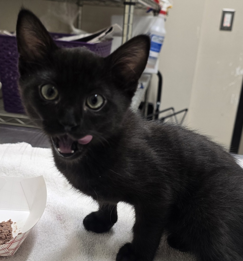 Shelter Stray Male Cat last seen Near Smythe Avenue, San Diego, CA, 92173, El Cajon, CA 92020, USA