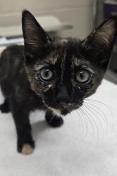 Shelter Stray Female Cat last seen Near Smythe Avenue, San Diego, CA, 92173, El Cajon, CA 92020, USA