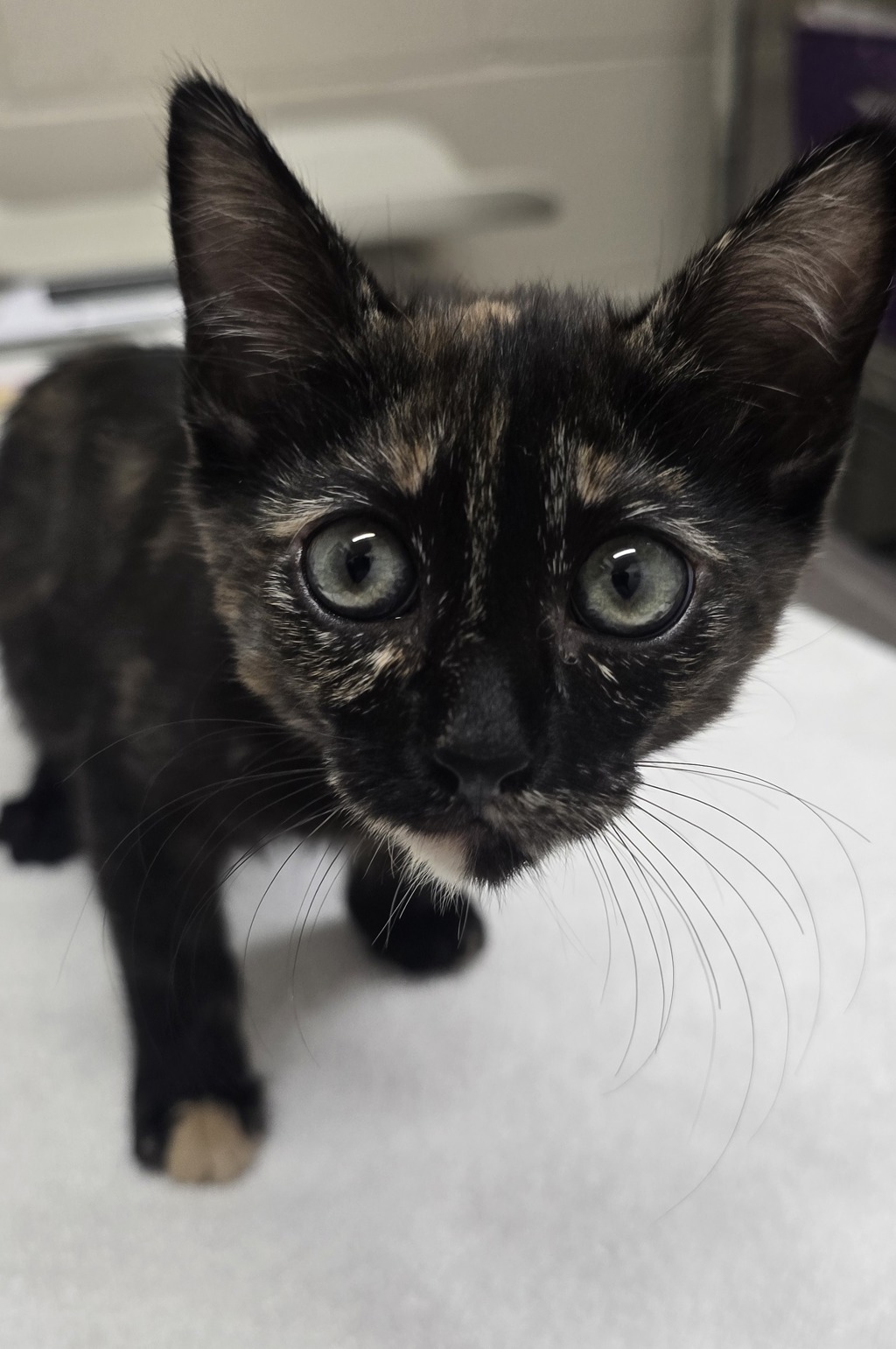 Shelter Stray Female Cat last seen Near Smythe Avenue, San Diego, CA, 92173, El Cajon, CA 92020, USA