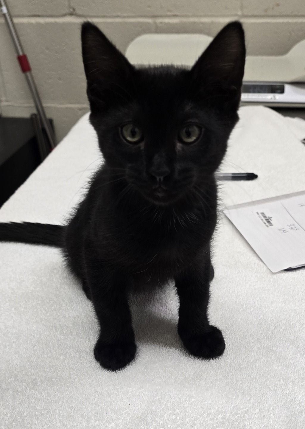 Shelter Stray Male Cat last seen Near Smythe Avenue, San Diego, CA, 92173, El Cajon, CA 92020, USA