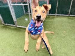 Shelter Stray Male Dog last seen Near Melrose Avenue, BRONX, NY, 10451, 326 E 110th St, New York, NY 10029, USA