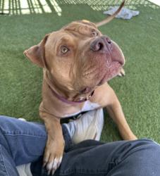 Shelter Stray Male Dog last seen Near Manzanita, San Diego, CA, 92105, 5500 Gaines St, San Diego, CA 92110, USA