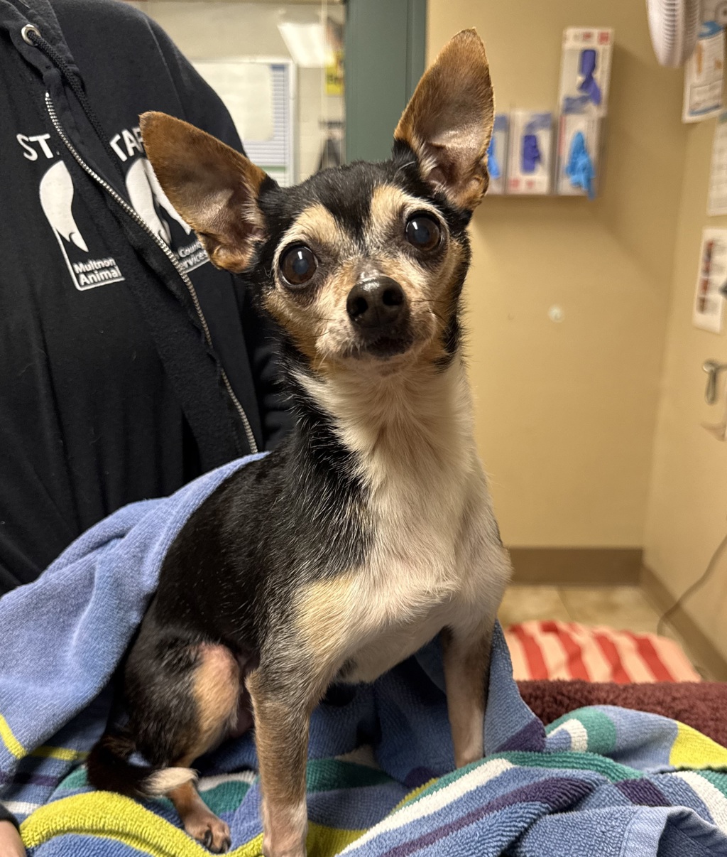 Shelter Stray Female Dog last seen NE 181st and NE Wasco St, PORTLAND, OR, 97230, 1700 W Historic Columbia River Hwy, Troutdale, OR 97060, USA