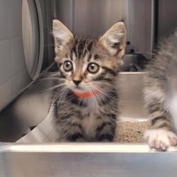 Shelter Stray Female Cat last seen Oroville Ca, OROVILLE, CA, 95965, 8323 Baldwin St, Oakland, CA 94621, USA