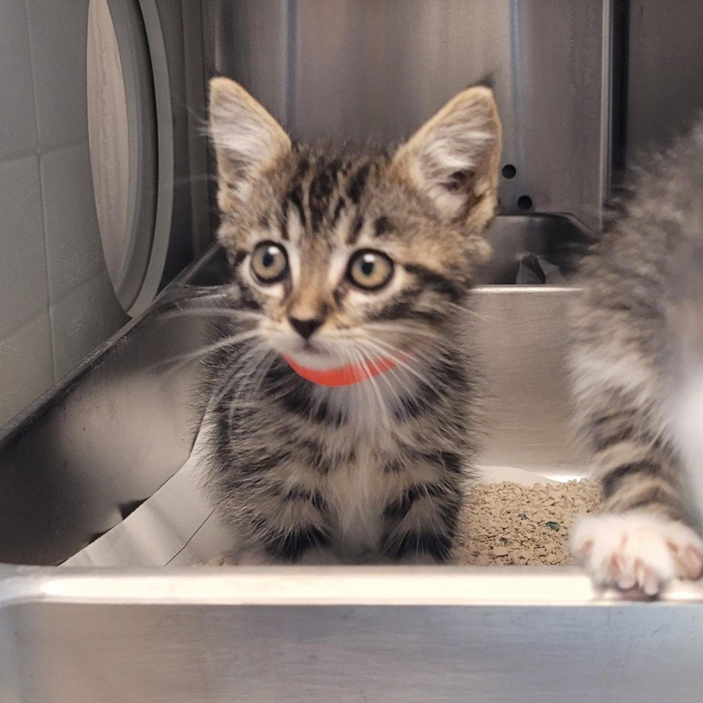 Shelter Stray Female Cat last seen Oroville Ca, OROVILLE, CA, 95965, 8323 Baldwin St, Oakland, CA 94621, USA