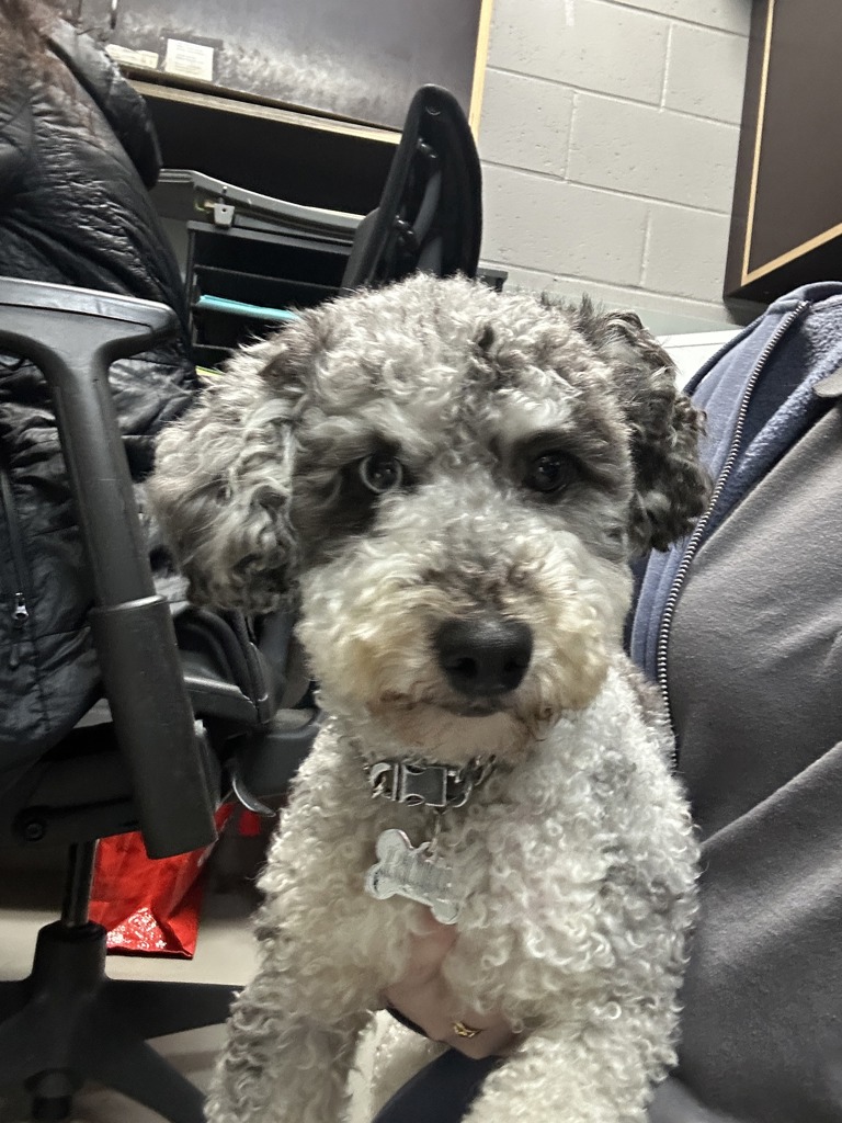 Shelter Stray Male Dog last seen Marsh Avenue, STATEN ISLAND, NY, 10314, 3139 Veterans Rd W, Staten Island, NY 10309, USA