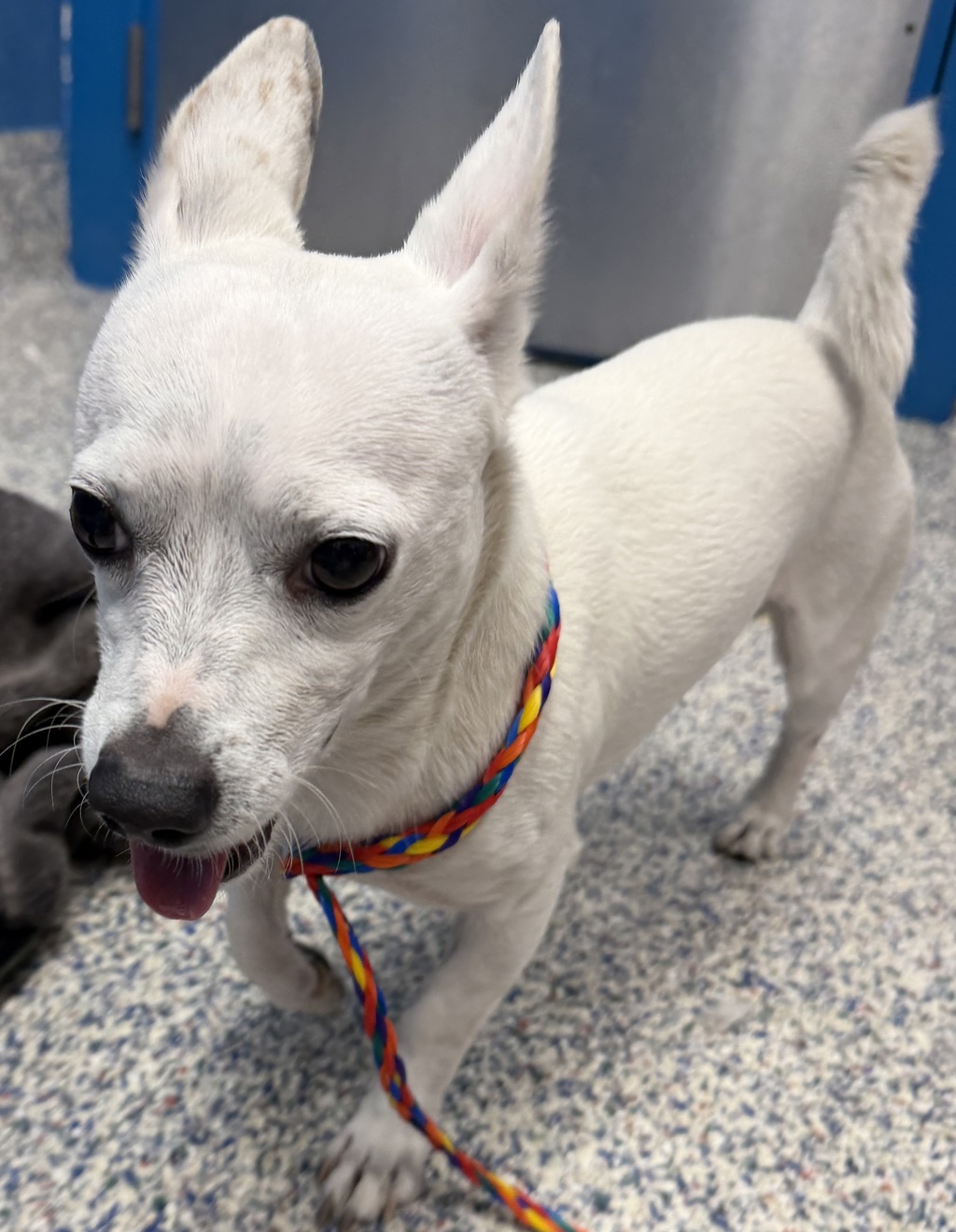 Shelter Stray Male Dog last seen cross streets Mississippi and Newland, Lakewood, CO, 80226, 580 McIntyre St, Golden, CO 80401, USA