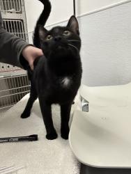 Shelter Stray Female Cat last seen Sunnyhill Road W, Bremerton, WA, 98312, 9167 Dickey Rd NW, Silverdale, WA 98383, USA