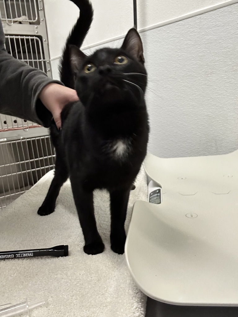 Shelter Stray Female Cat last seen Sunnyhill Road W, Bremerton, WA, 98312, 9167 Dickey Rd NW, Silverdale, WA 98383, USA