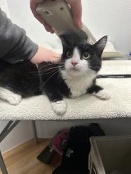 Shelter Stray Female Cat last seen Sunnyhill Road W, Bremerton, WA, 98312, 9167 Dickey Rd NW, Silverdale, WA 98383, USA