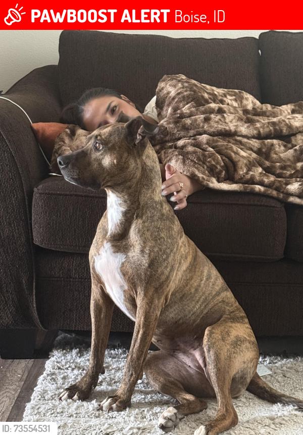 Lost Female Dog last seen Overland and Owyhee, Boise, ID 83705