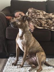 Lost Female Dog last seen Overland and Owyhee, Boise, ID 83705