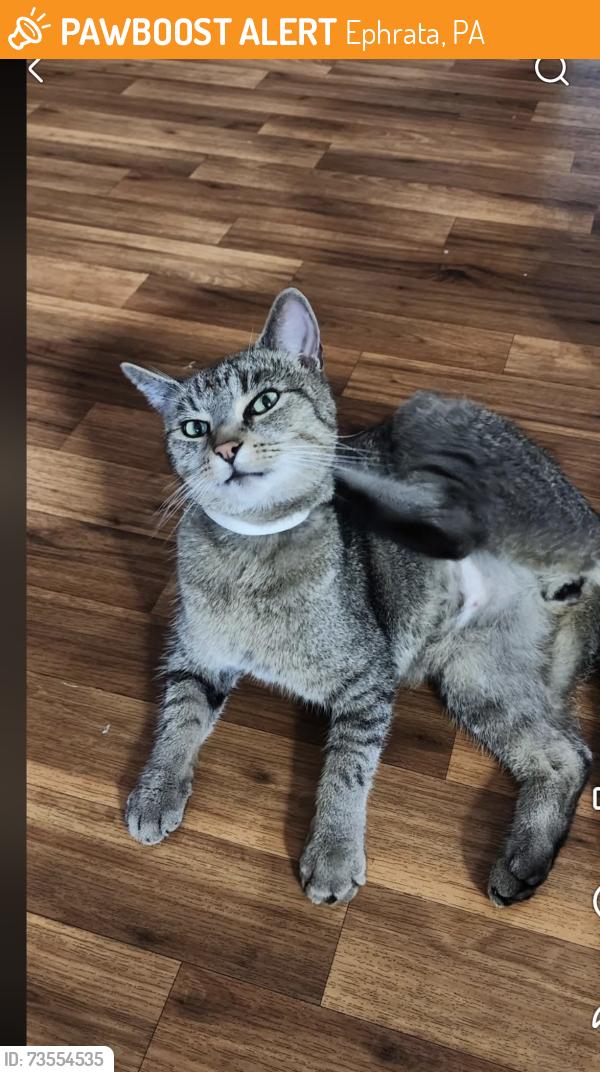 Found/Stray Unknown Cat last seen Near bbq, Ephrata, PA 17522