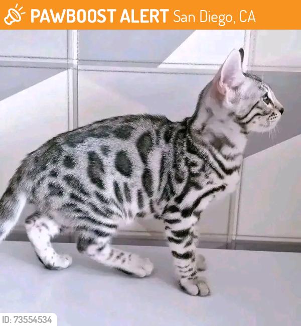 Found/Stray Female Cat last seen Near, San Diego, CA 92130