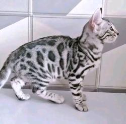 Found/Stray Female Cat last seen Near, San Diego, CA 92130