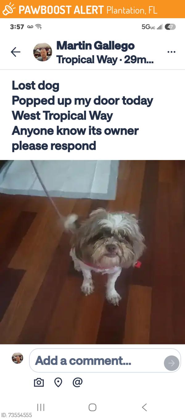 Found/Stray Female Dog last seen Broward blvd, Plantation, FL 33317