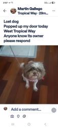 Found/Stray Female Dog last seen Broward blvd, Plantation, FL 33317