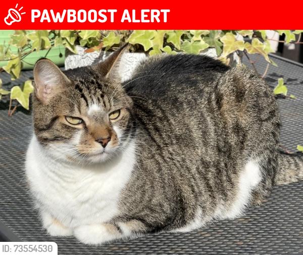 Lost Male Cat last seen Golders Rise, Brent Street, Greater London, England NW4 2HX