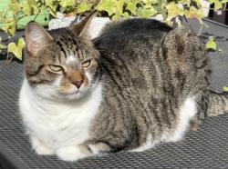 Lost Male Cat last seen Golders Rise, Brent Street, Greater London, England NW4 2HX