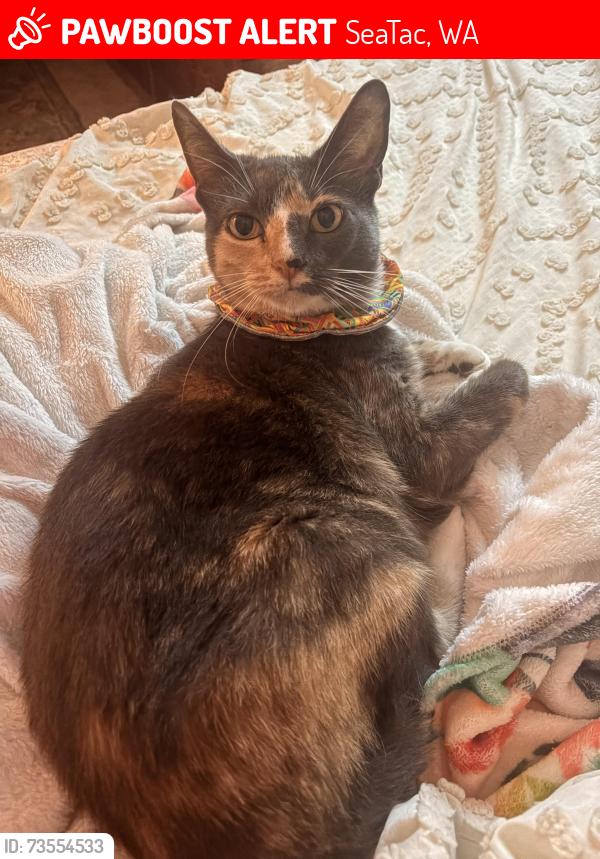 Lost Female Cat last seen Angle lake station, SeaTac, WA 98198