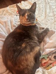 Lost Female Cat last seen Angle lake station, SeaTac, WA 98198
