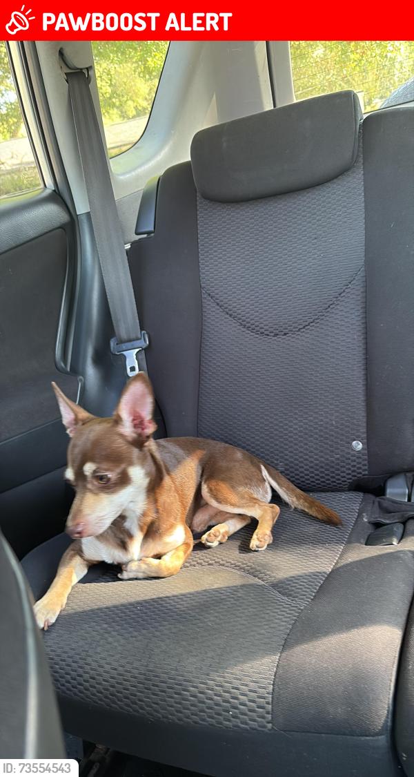 Lost Male Dog last seen Bob sikes, Fort Walton Beach, FL 32549
