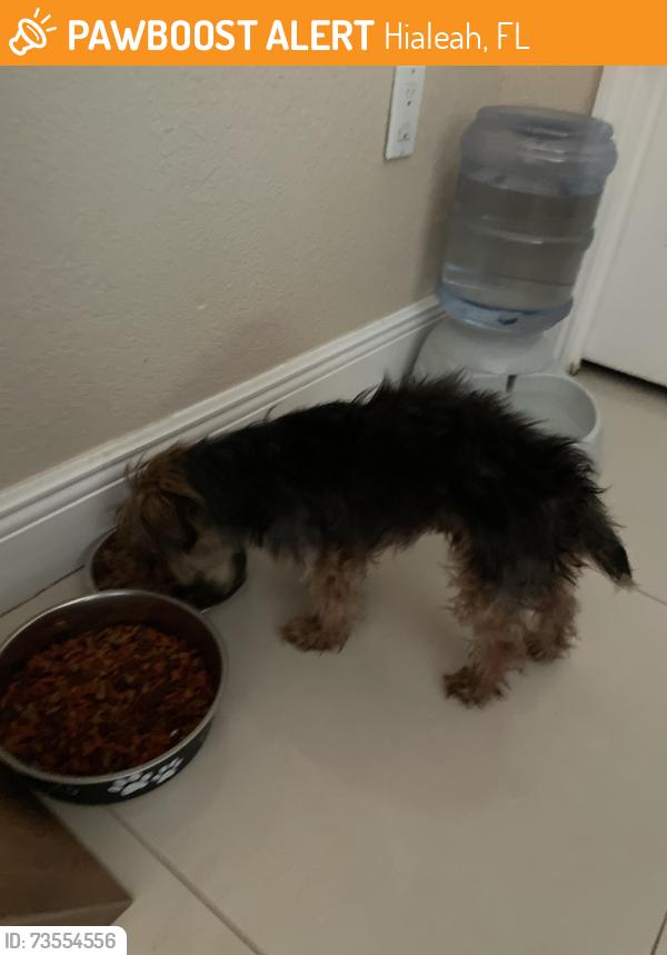 Found/Stray Female Dog last seen 199th street, Hialeah, FL 33015
