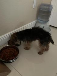 Found/Stray Female Dog last seen 199th street, Hialeah, FL 33015