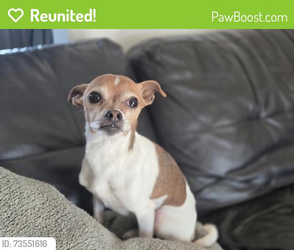 Reunited Male Dog last seen Kiowa Rd & Yucca Loma Rd, Apple Valley, CA 92308, USA, Apple Valley, CA 92308