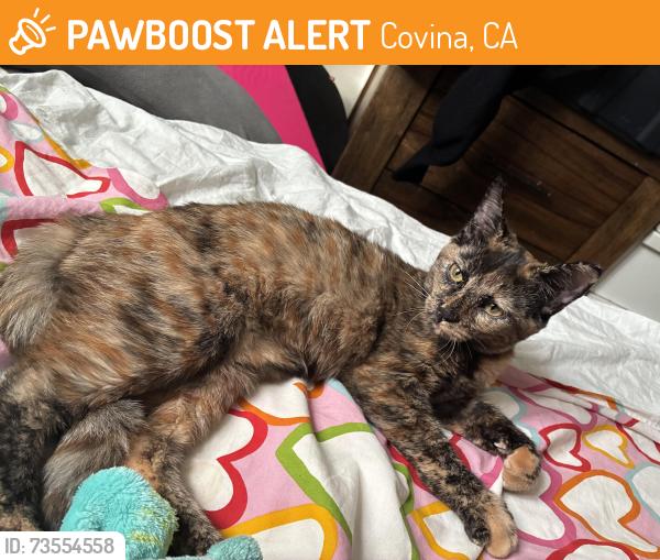 Found/Stray Female Cat last seen Grand and Badillo, Covina, CA 91723