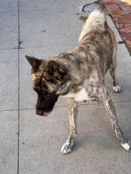 Found/Stray Male Dog last seen Beverly Blvd/Gardner, Los Angeles, CA 90036