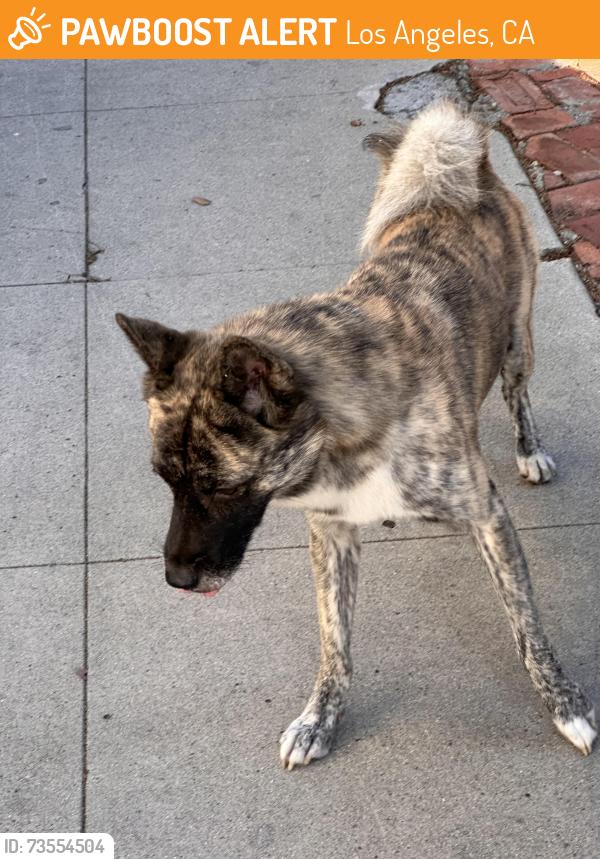 Found/Stray Male Dog last seen Beverly Blvd/Gardner, Los Angeles, CA 90036