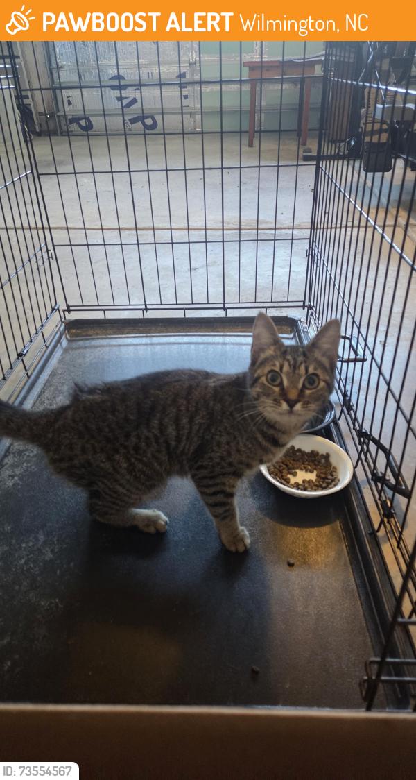 Found/Stray Female Cat last seen Biggers Market, Wilmington, NC 28405