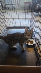 Found/Stray Female Cat last seen Biggers Market, Wilmington, NC 28405