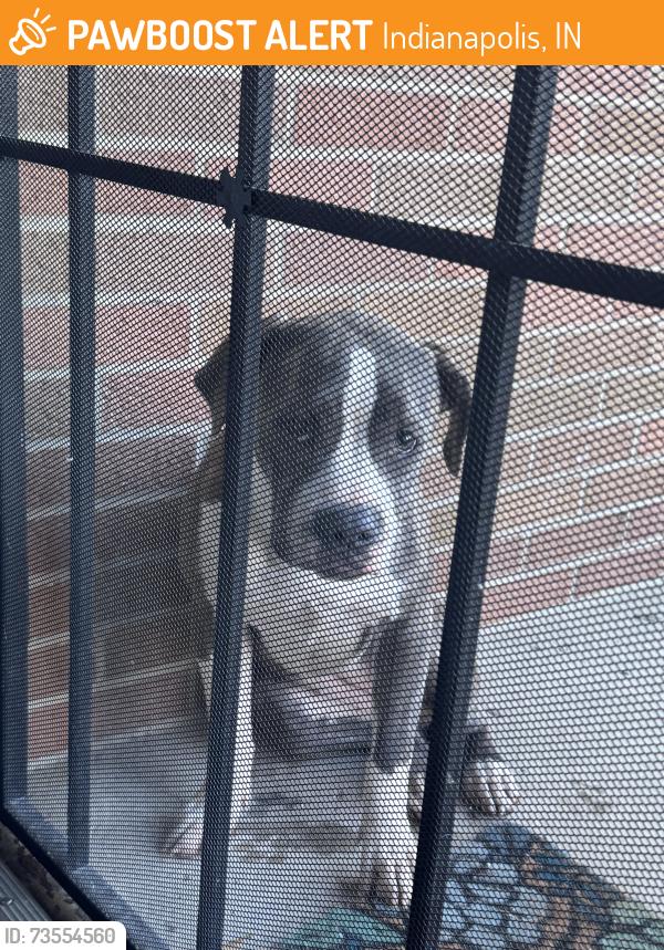 Found/Stray Female Dog last seen Questend Dr N, Indianapolis, IN 46222