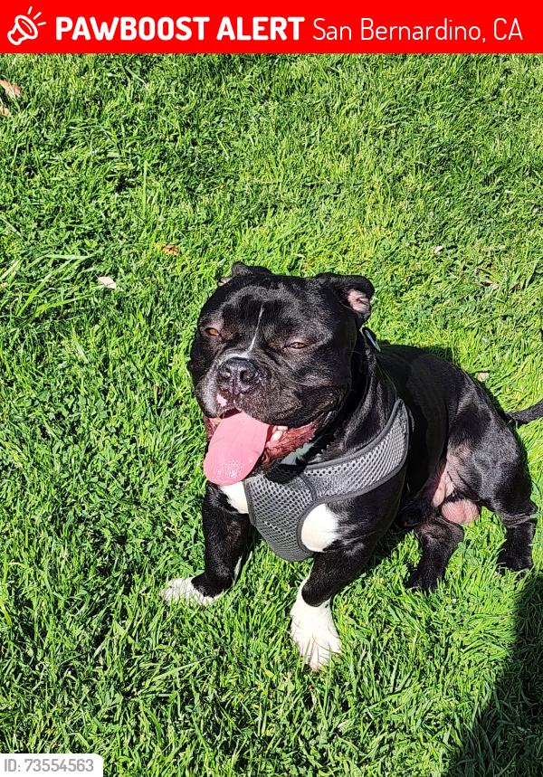 Lost Male Dog last seen San Bernardino, San Bernardino, CA 92401