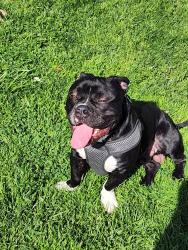 Lost Male Dog last seen San Bernardino, San Bernardino, CA 92401