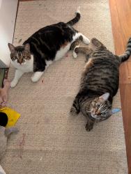 Lost Male Cat last seen Douglas Park, Regina, SK S4N 2S2
