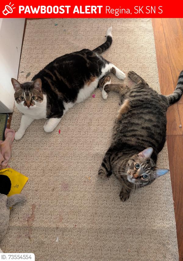 Lost Male Cat last seen Douglas Park, Regina, SK S4N 2S2