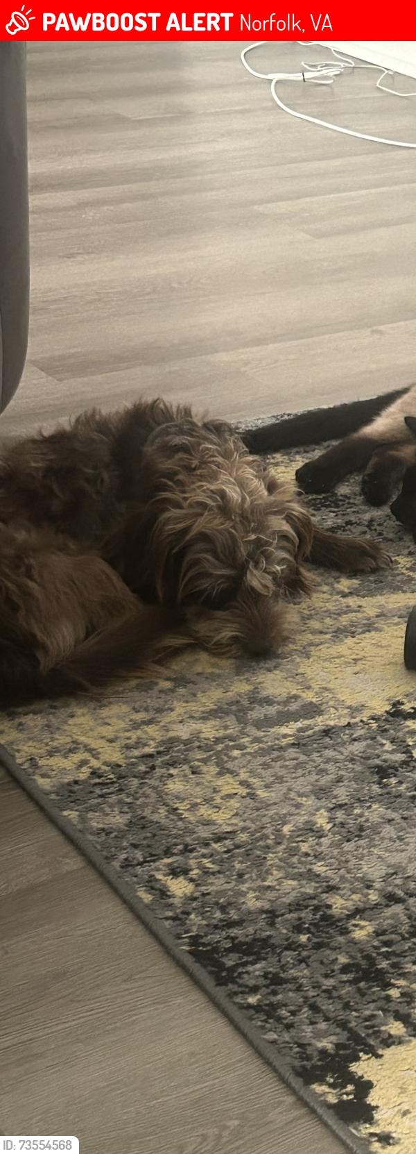 Lost Male Dog last seen Near Yalu street Norfolk, Norfolk, VA 23505