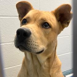 Shelter Stray Male Dog last seen , 980 Guilford College Rd, Greensboro, NC 27409, USA
