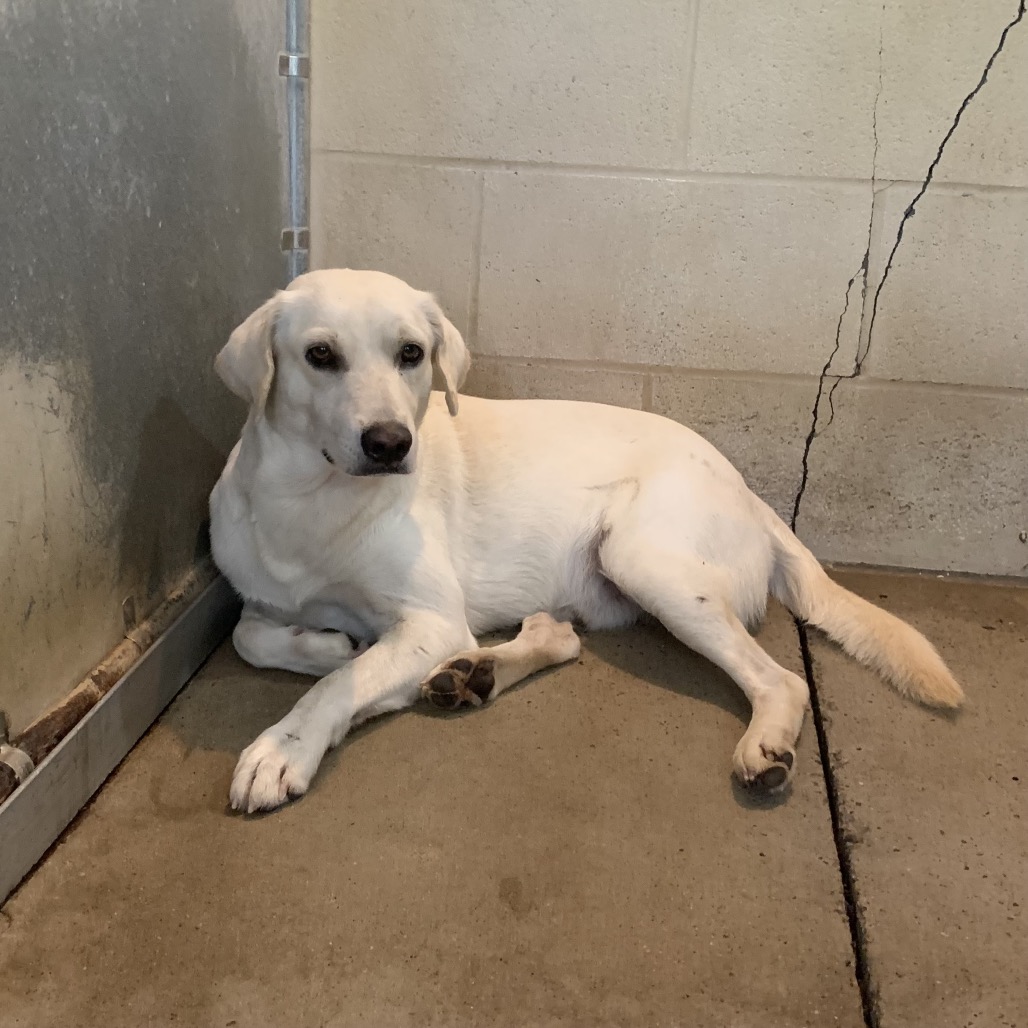 Shelter Stray Male Dog last seen , 2451 N Expressway 281, Edinburg, TX 78541, USA